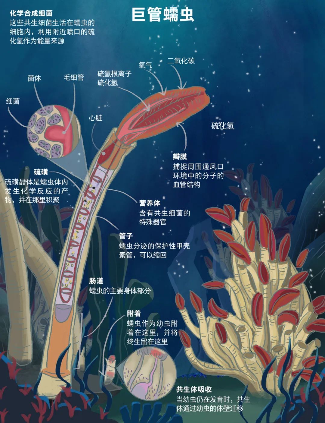 海洋生物学图片